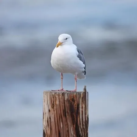 Mowe Ist Ein Kleines Gemutliches Feriendomizil Fur 4 Personen Im Haus Vogelsang. Διαμέρισμα Βέστερλαντ
